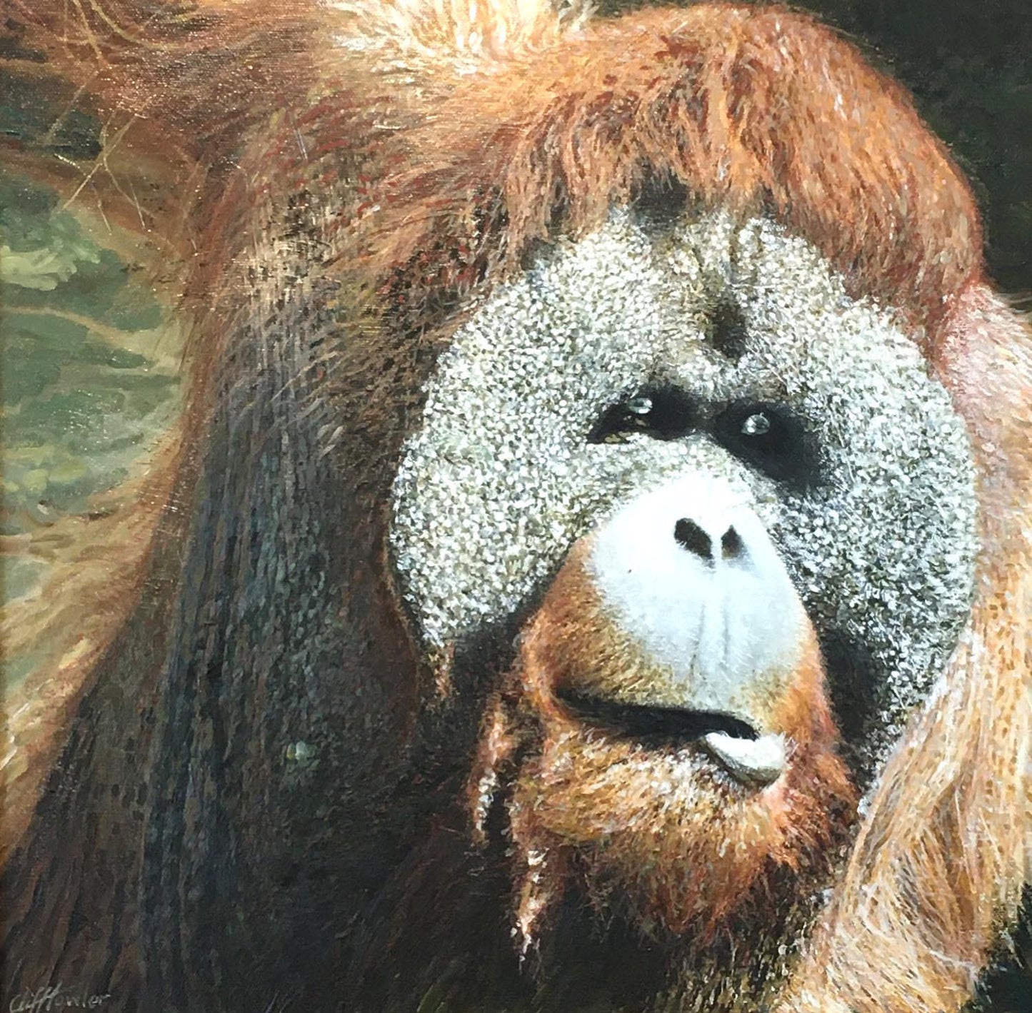 Orangutan 1, Borneo