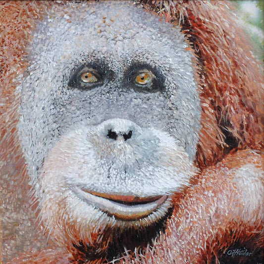 Orangutan 2, Borneo