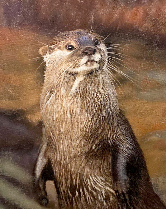 Otter, River Watching, Wimborne, Dorset